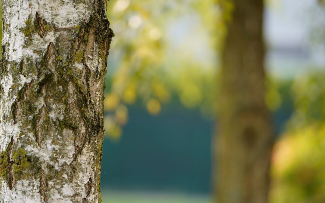 7 Tips for Tree Maintenance
