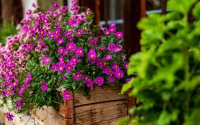 8 Tips for Container Gardening on Your Deck or Patio